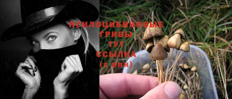 Галлюциногенные грибы Magic Shrooms  купить наркоту  Ершов 